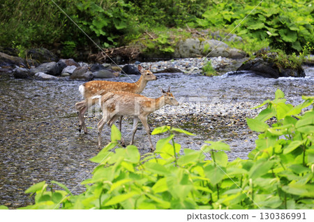 A fawn crossing the Iwaobetsu River in Shiretoko 130386991