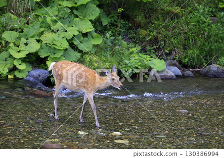 A fawn crossing the Iwaobetsu River in Shiretoko A fawn crossing the Iwaobetsu River in Shiretoko 130386994