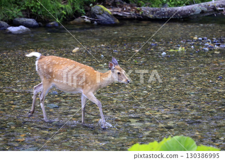 一隻小鹿正在穿越知床的岩尾別川 130386995