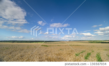 Vast and expansive wheat fields combined with bright blue skies perfectly showcase the serenity of nature Vast and expansive wheat fields combined with bright blue skies perfectly showcase the serenity of nature 130387034