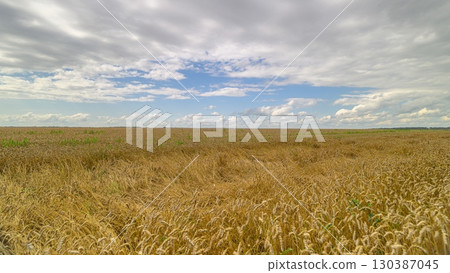 A Vast and Expansive Golden Wheat Field Sprawling Beneath Dramatic, Cloudy Skies A Vast and Expansive Golden Wheat Field Sprawling Beneath Dramatic, Cloudy Skies 130387045
