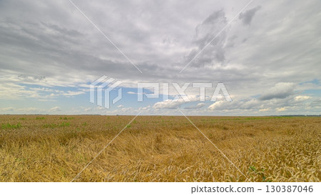 A Stunningly Expansive Cloudy Sky Spreading Over a Golden wheat Field Landscape That Inspires Awe A Stunningly Expansive Cloudy Sky Spreading Over a Golden wheat Field Landscape That Inspires Awe 130387046
