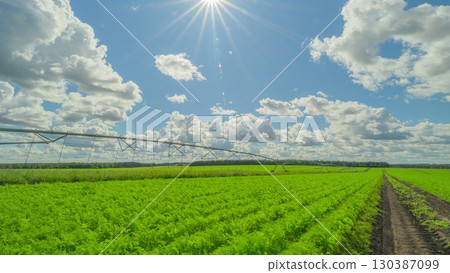 Expansive Lush Green Fields with an irrigation system Stretching Beneath a Bright and Clear Blue Sky Above Expansive Lush Green Fields with an irrigation system Stretching Beneath a Bright and Clear Blue Sky Above 130387099