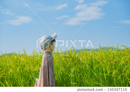 Rice fields and scarecrows [Nagano Prefecture] 130387119