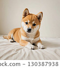 A Shiba Inu puppy with a calm expression 130387938