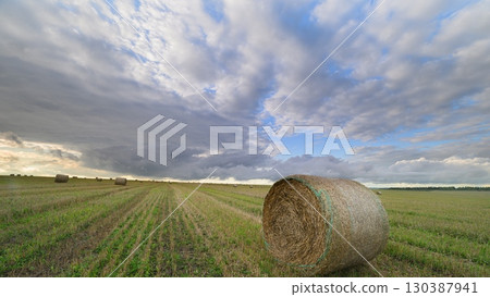 A Vast and Serene Cotton Field Spreading Out Underneath a Dramatic and Beautiful Sky Above A Vast and Serene Cotton Field Spreading Out Underneath a Dramatic and Beautiful Sky Above 130387941