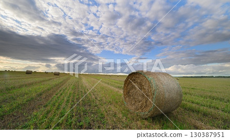A Beautiful Scenic Cotton Field Filled with Bales Set under a Dramatic Sky Above A Beautiful Scenic Cotton Field Filled with Bales Set under a Dramatic Sky Above 130387951