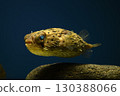 Halocenbon puffer 130388066