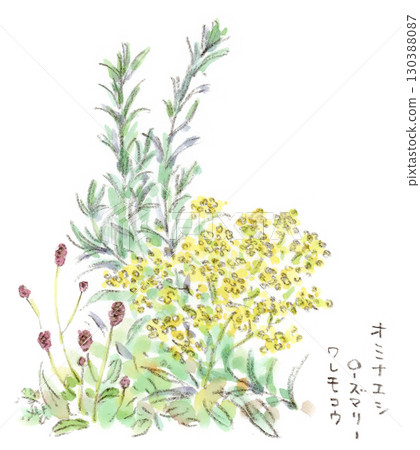 Watercolor illustration of autumn plants, ominaeshi, burnet, and rosemary Watercolor illustration of autumn plants, ominaeshi, burnet, and rosemary 130388087