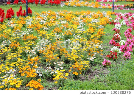 Refreshing zinnia flowers Refreshing zinnia flowers 130388276