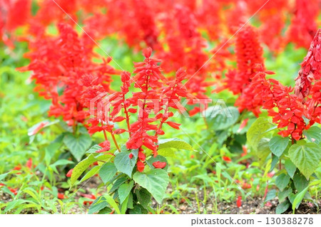 Vivid Salvia flowers Splendens 130388278