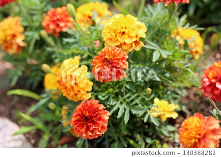 Beautiful marigold flowers Beautiful marigold flowers 130388281
