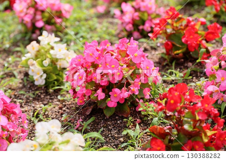 Cute begonia flowers Cute begonia flowers 130388282