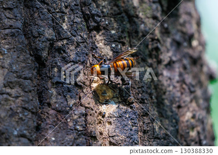 Wasps collected in sap 130388330
