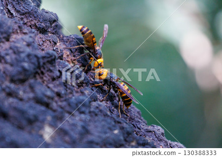 Wasps collected in sap 130388333