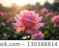 Pink Rose with Morning Dew and Sunlight 130388814