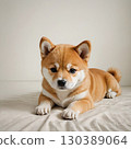 Shiba Inu puppy lies on the ground 130389064