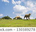 Sheep walking in the blue sky 130389278
