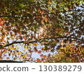 Autumn leaves shining in the sunlight 130389279