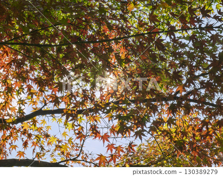 Autumn leaves shining in the sunlight 130389279