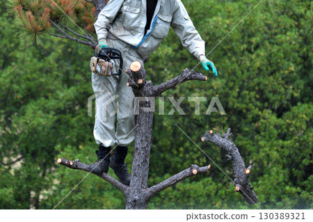 Tree scrub workers cutting down trees damaged by pine beetles Tree scrub workers cutting down trees damaged by pine beetles 130389321