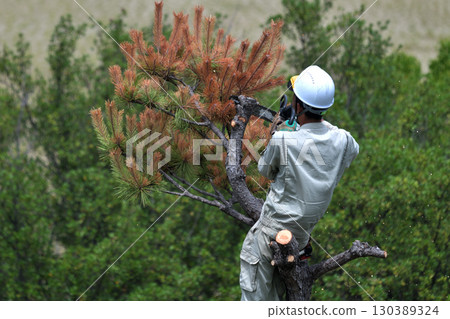 樹木清理工人正在砍伐被松甲蟲破壞的樹木 樹木清理工人正在砍伐被松甲蟲破壞的樹木 130389324