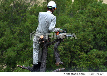 樹木清理工人正在砍伐被松甲蟲破壞的樹木 130389325
