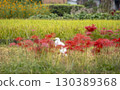 White egret surrounded by ears of rice and cluster amaryllis 130389368