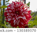 Gorgeous red and white dahlias 130389370