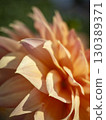 Dahlia petals sparkling in the light 130389371