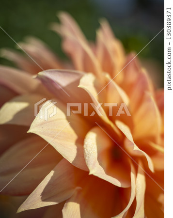 Dahlia petals sparkling in the light 130389371