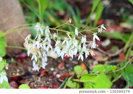 可愛的虎耳草花 130389374