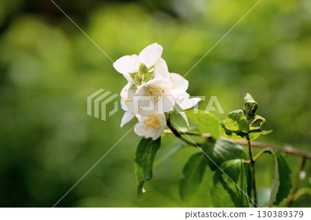 Refreshing Philadelphus Flowers Innocence 130389379