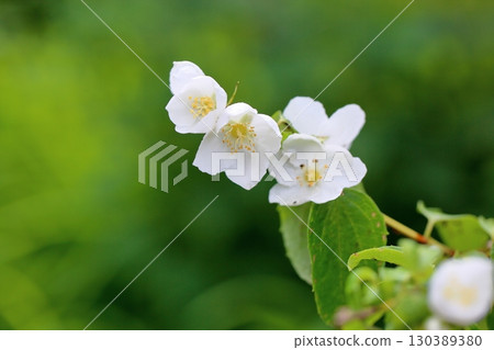 Refreshing Philadelphus Flowers Innocence 130389380