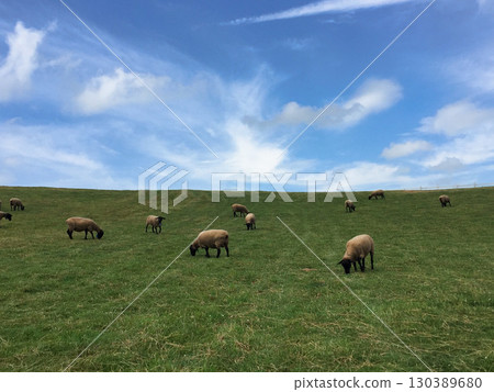 草原、藍天和羊群 130389680