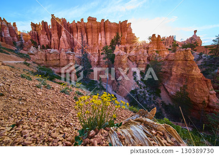 Bryce Canyon Hoodoos Sunburst and Wildflower Foreground in Vibrant Morning Light 130389730