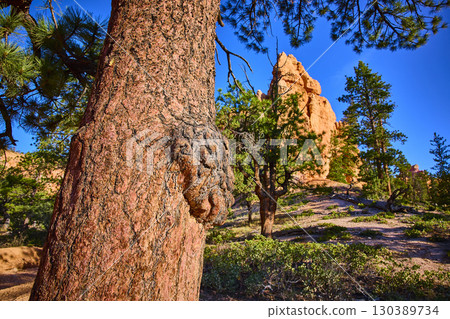 Tree Burl and Pine Forest with Red Rock Formations in Bright Sunlight 130389734