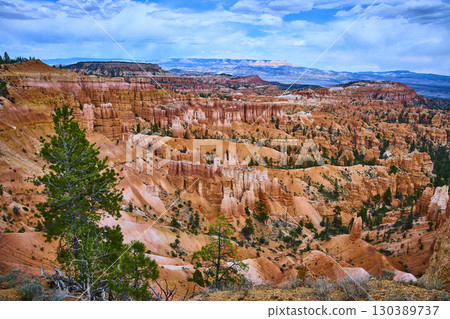 Bryce Canyon National Park Hoodoos and Pine Trees Under Vibrant Blue Sky Utah Bryce Canyon National Park Hoodoos and Pine Trees Under Vibrant Blue Sky Utah 130389737
