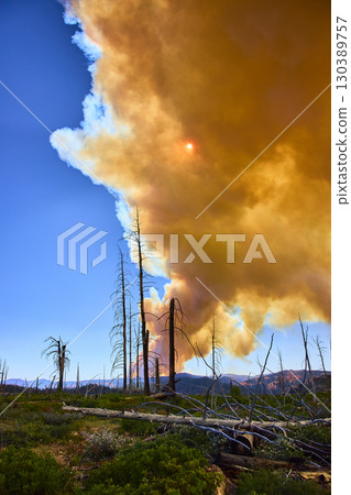 Forest Fire Smoke Plume and Sun Over Burnt Trees in Utah Wilderness 130389757