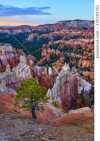 Lone Tree and Hoodoos at Sunrise Bryce Canyon National Park Golden Hour Landscape 130389762