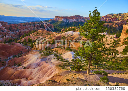 Lone Tree and Hoodoo Landscape in Bryce Canyon National Park Utah at Sunrise 130389768