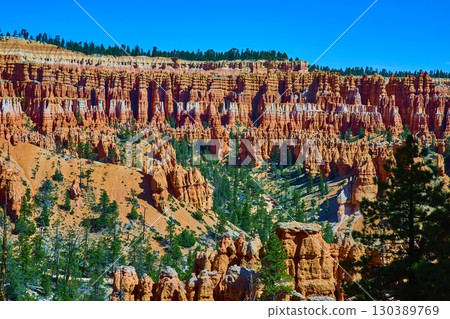 Bryce Canyon Hoodoos Pine Forest and Sunlit Cliffs Utah Panoramic Landscape 130389769