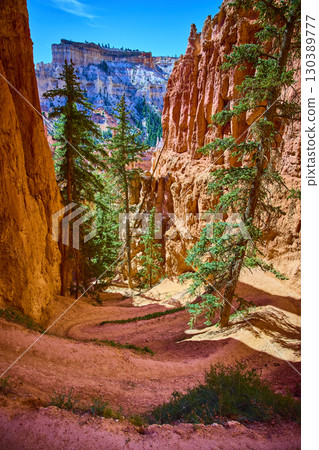 Bryce Canyon Peekaboo Loop Switchback Trail and Red Rock Cliffs with Pine Trees 130389777