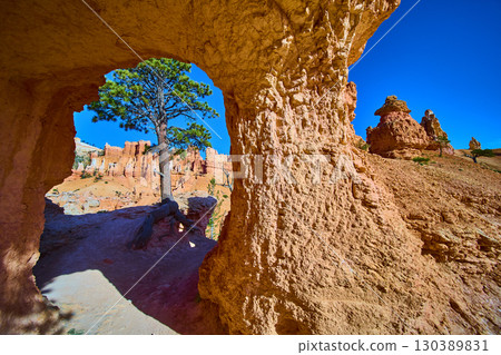 Peekaboo Loop Trail Tunnel and Pine Tree with Hoodoos in Bryce Canyon National Park Peekaboo Loop Trail Tunnel and Pine Tree with Hoodoos in Bryce Canyon National Park 130389831