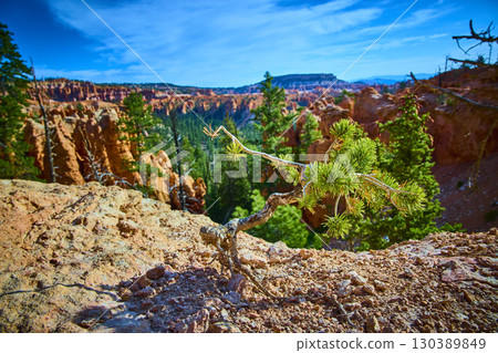 Lone Pine Tree on Rocky Cliff Edge with Hoodoos and Forest Bryce Canyon National Park 130389849