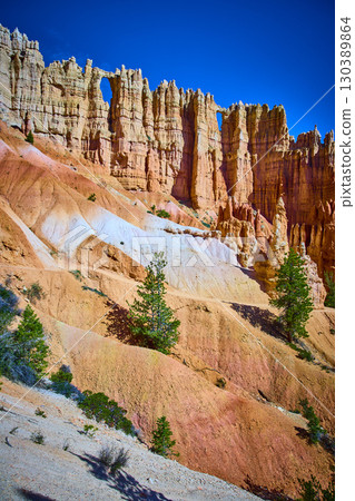 Bryce Canyon Wall of Windows Hoodoos and Colorful Slopes with Pine Trees 130389864