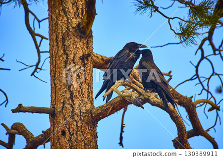 Raven Pair Perched on Tree Branch with Blue Sky and Natural Forest Mood 130389911