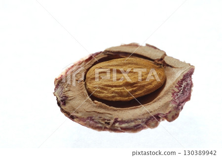 The kernel inside a peach seed 130389942