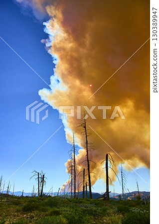 Wildfire Smoke Plume Towering Over Burned Forest Trees Under Blue Sky 130389947