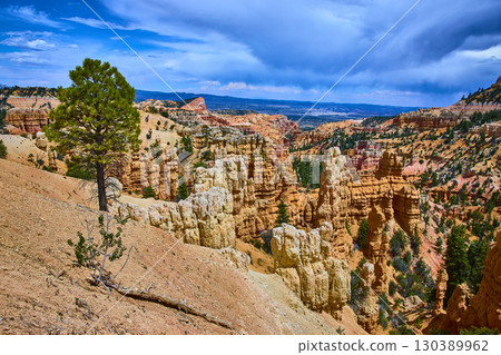 Lone Tree with Hoodoos and Dramatic Canyon Landscape in Bryce Canyon National Park Lone Tree with Hoodoos and Dramatic Canyon Landscape in Bryce Canyon National Park 130389962